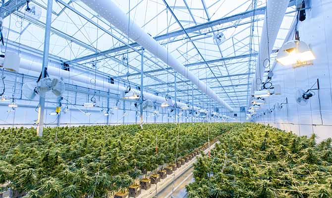 Fire Alarm System Design in Cannabis Facilities